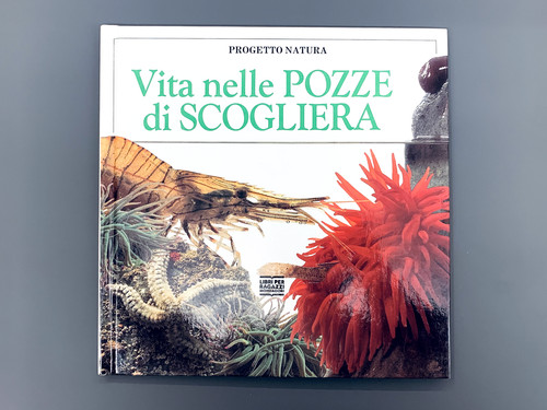 Vita nelle pozze scogliera - pozze,